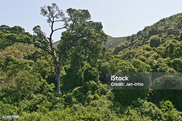 Tstsikamma National Park Stockfoto und mehr Bilder von Baum - Baum, Tsitsikamma-Nationalpark, Afrika
