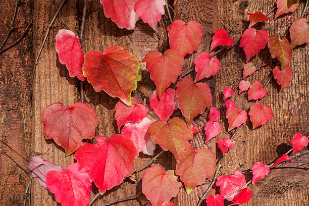istock Lovely autumn leaves 522958511