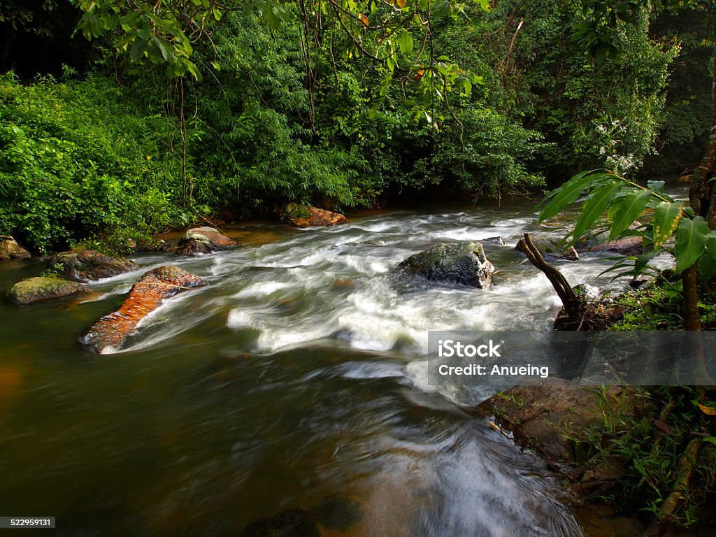 Flowing stream in a forest Backgrounds Stock Photo