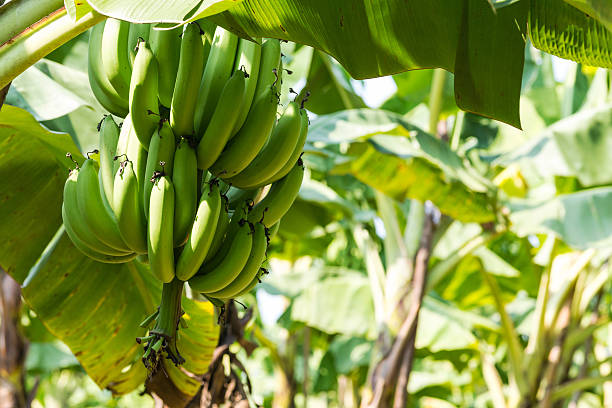 istock Banana Tree in Plantation 522959953