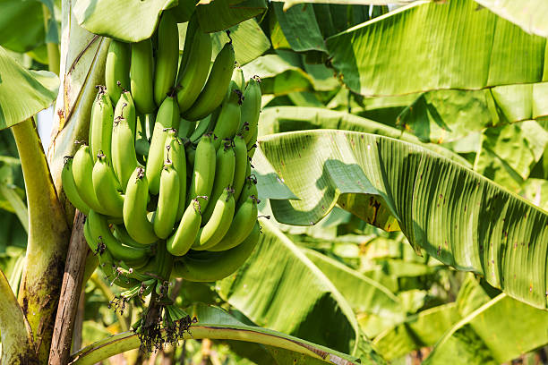 istock Banana Tree in Plantation 522959959