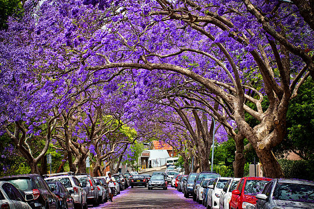 Kirribilli,Australia - November 13, 2014: A suburban street is transformed by Jacaranda trees in full bloom.