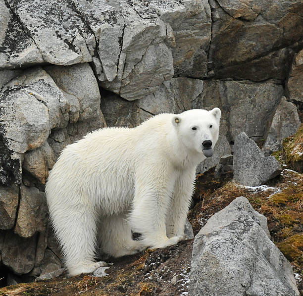 istock Polar bear with tongue out - Svalbard archipelago, Norway. 522960795
