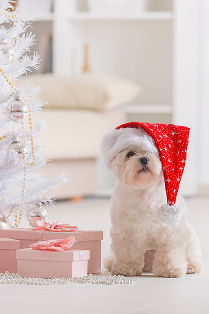 istock Little dog wearing Santa Claus hat 522963657