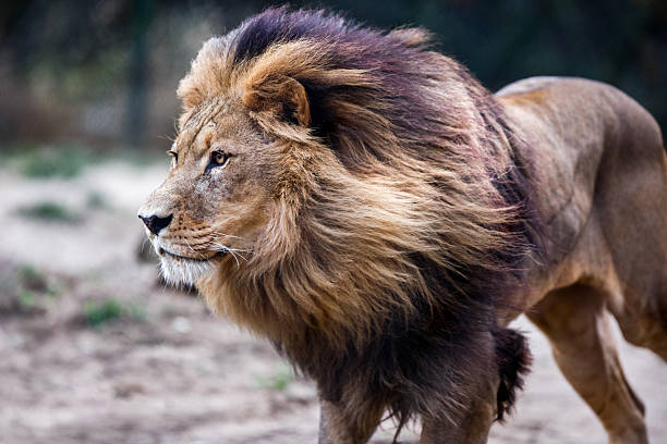 Male Lion Walking Stock Photos, Pictures & Royalty-Free Images - iStock