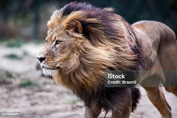 Lion Stock Photo - Download Image Now - Lion - Feline, Running, Animals Hunting