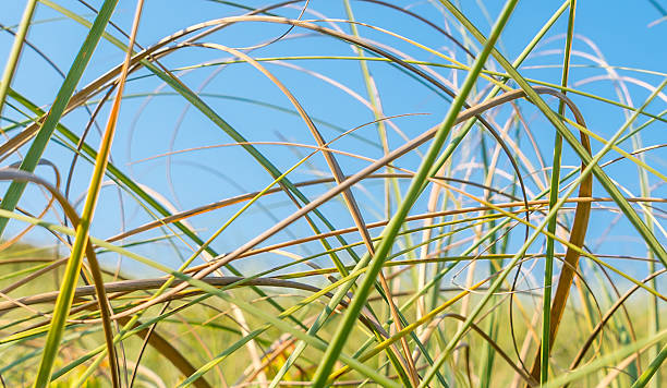 sand dune gras - sand sea oat grass beach sand dune stock-fotos und bilder