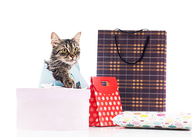 gato domesticado com sacos de compras. - domestic cat bag shopping gift imagens e fotografias de stock