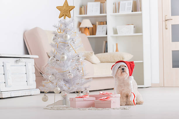 istock Little dog wearing Santa Claus hat 522977627