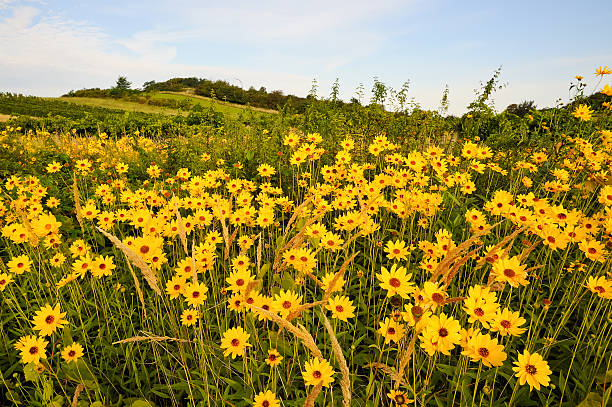 istock Great Flowery girl eye on the field 522978421