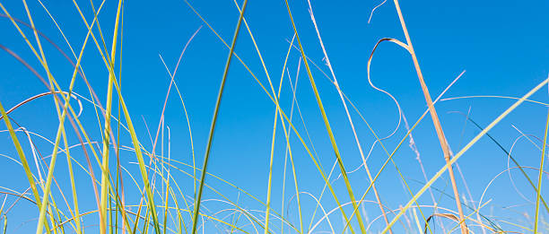 strand sand dune gras - sand sea oat grass beach sand dune stock-fotos und bilder