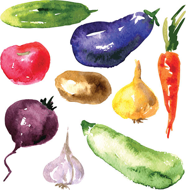 Set of watercolor drawing vegetables Vector set of watercolor drawing vegetables,watercolor drawing design elements, hand drawn vector illustration radish art drawing stock illustrations