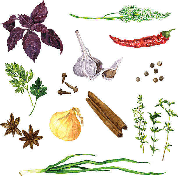illustrazioni stock, clip art, cartoni animati e icone di tendenza di set verde di cose, spezie e verdure - timo erba aromatica