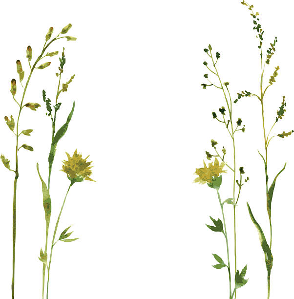 istock Silhouettes of flowers and grass 522980009
