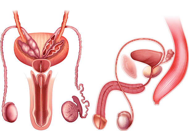 мужской репродуктивный орган - urethral sphincter stock illustrations