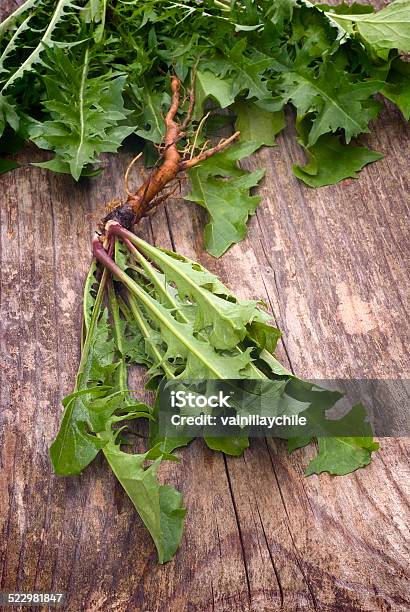 Forage Edible Dandelions Greens Stock Photo - Download Image Now