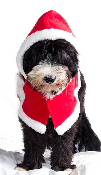 istock santa claus dog 522982667
