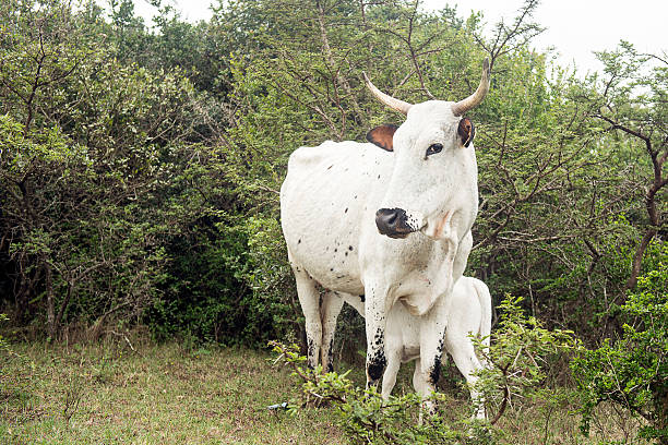 Nguni Cattle Nuguni Cattle in the veld on the ranch Indigenous to South Africa nguni cattle stock pictures, royalty-free photos & images