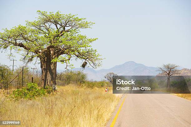 Baobab In Südafrika Stockfoto und mehr Bilder von Provinz Limpopo - Provinz Limpopo, Republik Südafrika, Affenbrotbaum