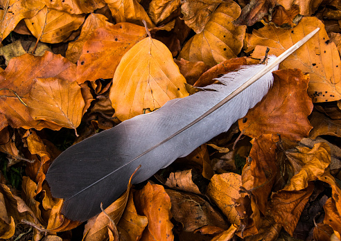 Feather on Autumn leaves