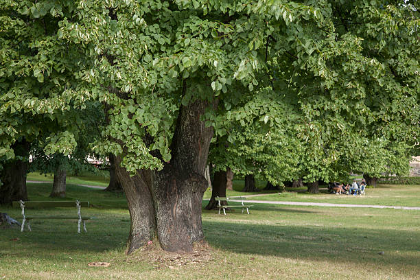 istock Park on Suomenlinna Island; Helsinki 523001189
