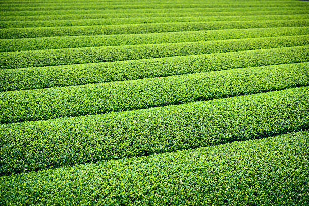 Tea Field Tea Plantation in Yokkaichi, Japan. mie prefecture photos stock pictures, royalty-free photos & images