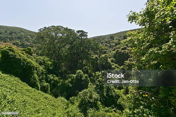 Tstsikamma National Park Stockfoto und mehr Bilder von Afrika - Afrika, Anhöhe, Ast - Pflanzenbestandteil