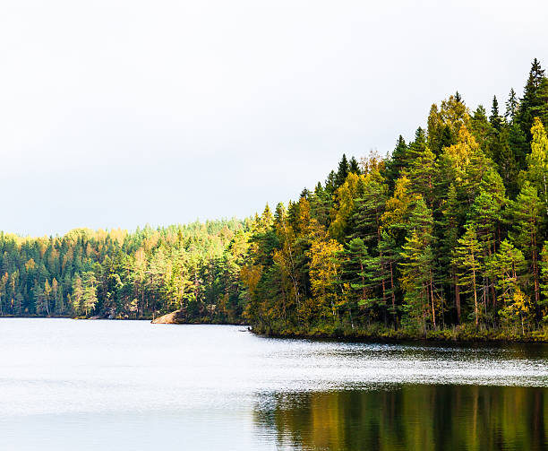 istock Autumn forest near lake 523002549