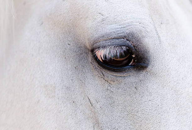 istock eye of the horse 523002733