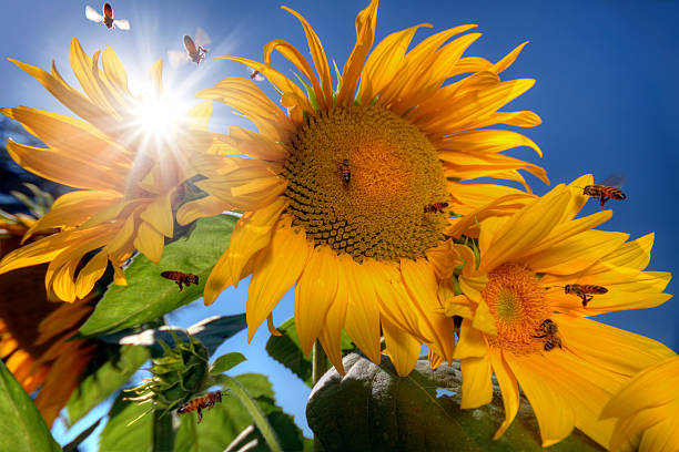 istock Honey bees and sunflowers 523002889