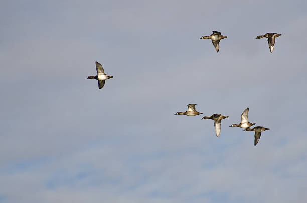 istock Flock of Ring-Necked Ducks Flying in a Cloudy Sky 523003273