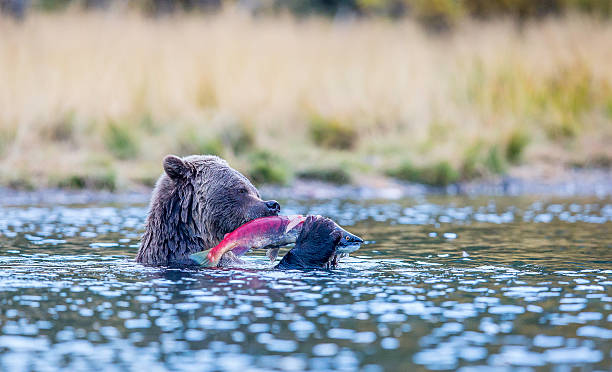 istock Grizzly and Sockeye 523003471