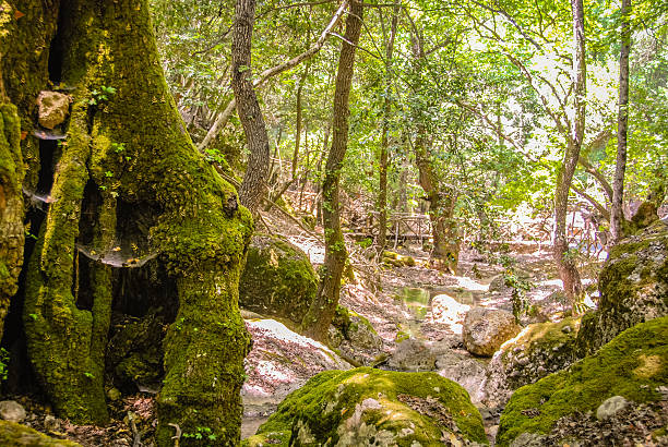 Scenic of Valley of the Butterflies (Peta Loudhes) on Rhodes, Greece.