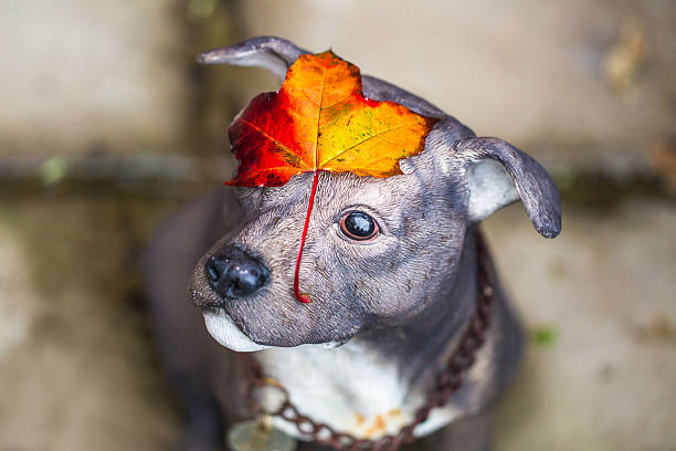 Dog figure with autumn leaf on his head.