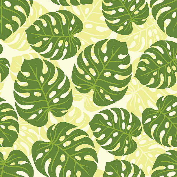 ilustrações de stock, clip art, desenhos animados e ícones de sem costura padrão tropical com estilizadas monstera folhas. - cheese plant leaf tree park