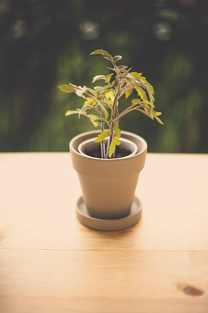 Baby tomato plant stock photo