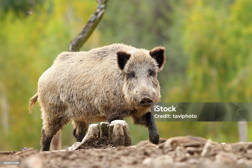 big wild boar big wild boar over green out of focus forest ( Sus scrofa ) Animal Stock Photo