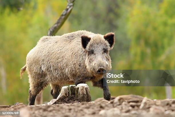 Big Wild Boar Stock Photo - Download Image Now - Animal, Animal Body Part, Animal Ear