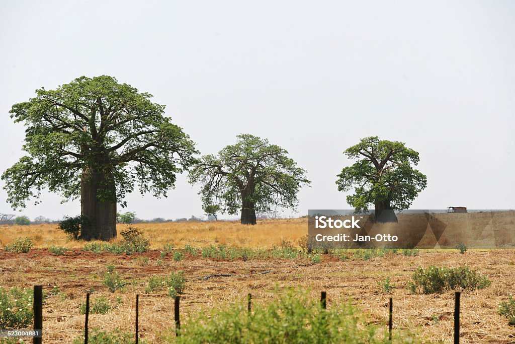 Baobabs in Südafrika - Lizenzfrei Affenbrotbaum Stock-Foto