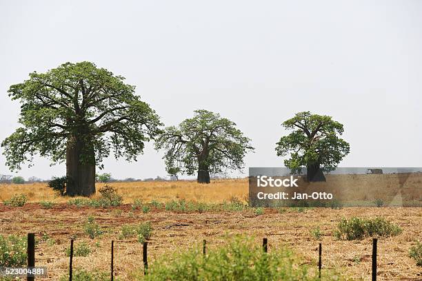 Baobabs In Südafrika Stockfoto und mehr Bilder von Affenbrotbaum - Affenbrotbaum, Afrika, Baum