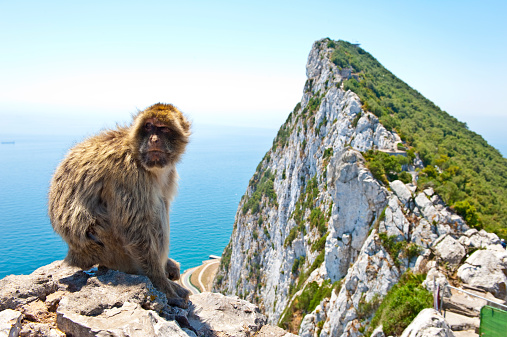 Gibraltar Monkey or Barbary Macaques sitting on top of the rock above Gibraltar.