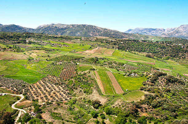 istock field in Ronda, Spain 523006513