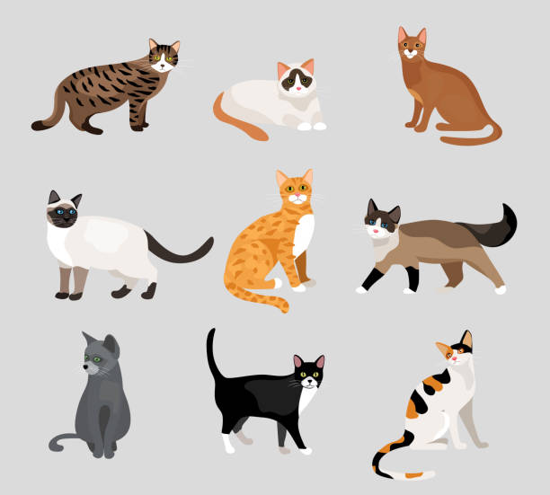 satz von niedlichen cartoon kitties oder katzen - katze stock-grafiken, -clipart, -cartoons und -symbole