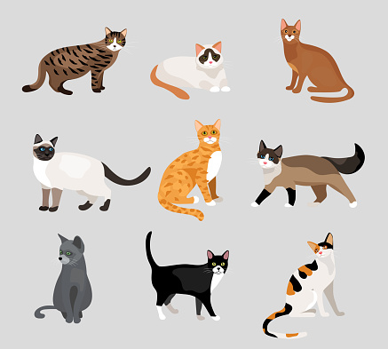 Set Of Cute Cartoon Kitties Or Cats Stock Illustration - Download Image Now  - Domestic Cat, Illustration, Vector - iStock