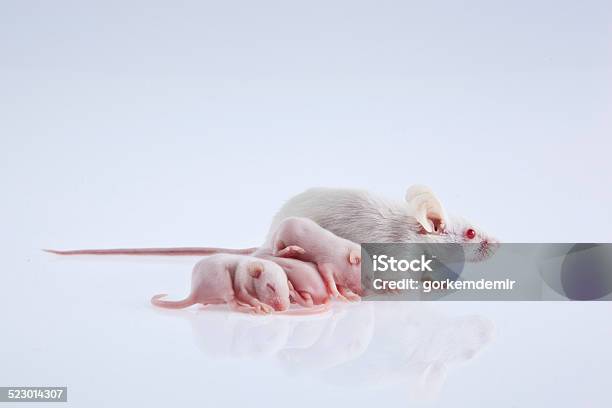 White Laboratory Mice Mother With Pups Stock Photo - Download Image Now - Mouse - Animal, Child, Laboratory