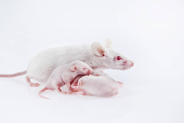 White laboratory mice mother with pups stock photo