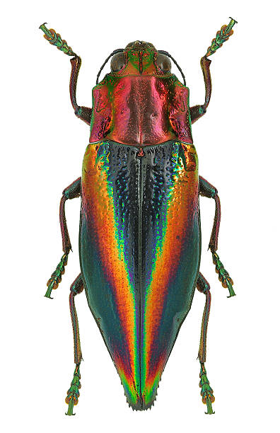 istock Rainbow coloured Jewel beetle Cyphogastra javanica from Indonesia 523014383