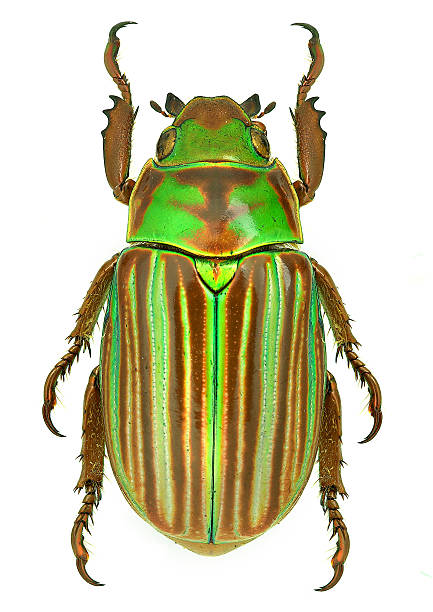 Jewel scarab beetle Chrysina adelaida from Mexico Jewel scarab beetle Chrysina adelaida from Mexico animal arm photos stock pictures, royalty-free photos & images