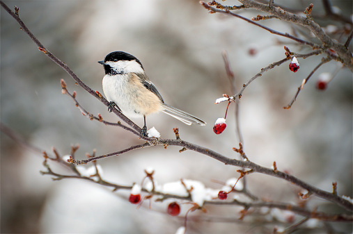 A chickadee sitting on a snow filled branch