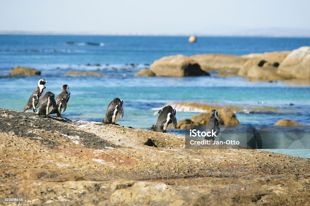 Penguins in Simon's town, Südafrika - Lizenzfrei Afrika Stock-Foto
